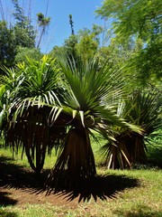 Pandanus