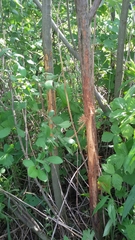 Capreolus