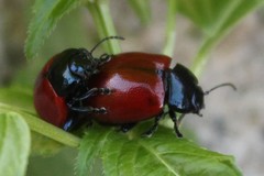 Chrysolina lutea