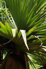 Pandanus