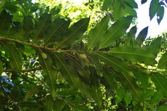 Putranjiva roxburghii