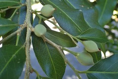 Putranjiva roxburghii