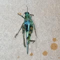 Paulinia acuminata