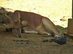 Rusa timorensis