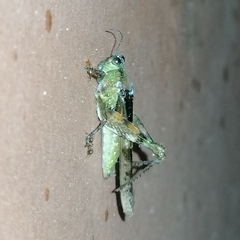 Paulinia acuminata