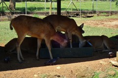 Rusa timorensis