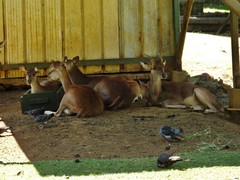 Rusa timorensis