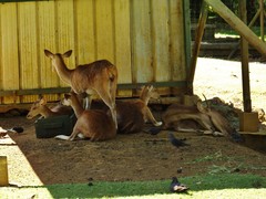 Rusa timorensis