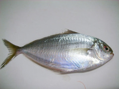 Peprilus triacanthus