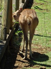 Rusa timorensis