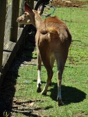 Rusa timorensis