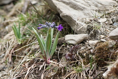 Primula woodwardii