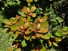 Sideroxylon puberulum