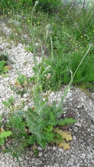 Tyrimnus leucographus