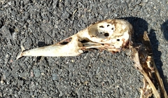 Dendrocygna autumnalis