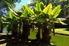 Typhonodorum lindleyanum
