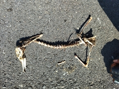 Dendrocygna autumnalis