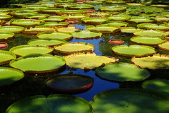 Victoria amazonica