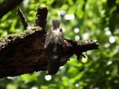 Zosterops mauritianus