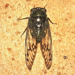 Fidicina torresi