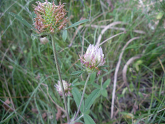 Trifolium ochroleucon