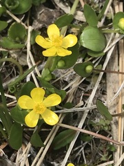 Ranunculus gormanii