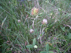 Trifolium ochroleucon