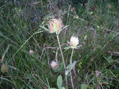 Trifolium ochroleucon
