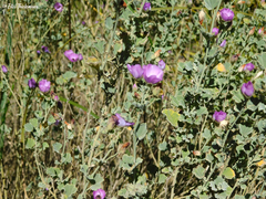 Sphaeralcea obtusiloba