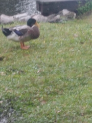 Anas platyrhynchos domesticus