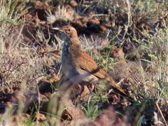 Certhilauda subcoronata gilli