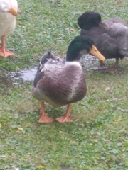 Anas platyrhynchos domesticus