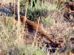 Certhilauda subcoronata gilli