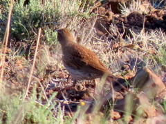 Certhilauda subcoronata gilli