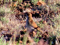 Certhilauda subcoronata gilli