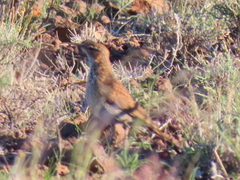 Certhilauda subcoronata gilli