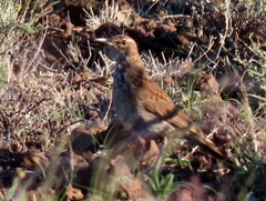 Certhilauda subcoronata gilli