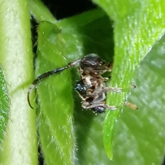 Tessarecphora arachnoides