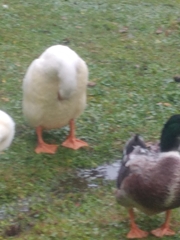 Anas platyrhynchos domesticus