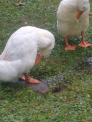 Anas platyrhynchos domesticus