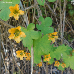 Tropaeolum ciliatum