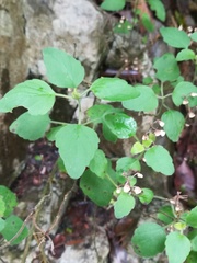 Scutellaria seleriana