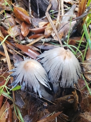 Coprinopsis alopecia