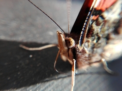 Vanessa atalanta