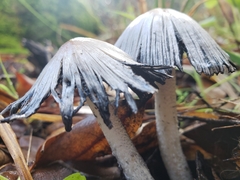 Coprinopsis alopecia