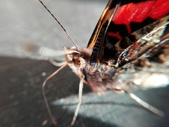 Vanessa atalanta