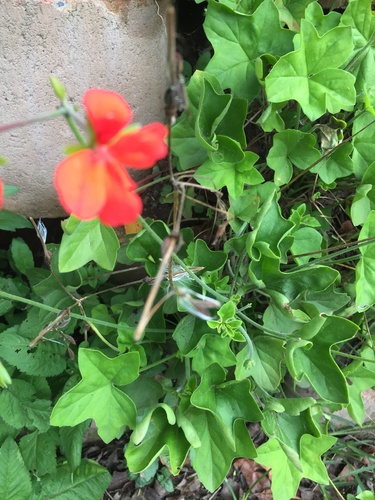 Pelargonium tongaense, photograph 5