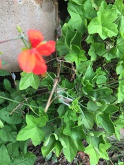 Pelargonium tongaense