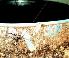 Phaeophilacris bredoides