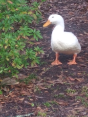 Anas platyrhynchos domesticus